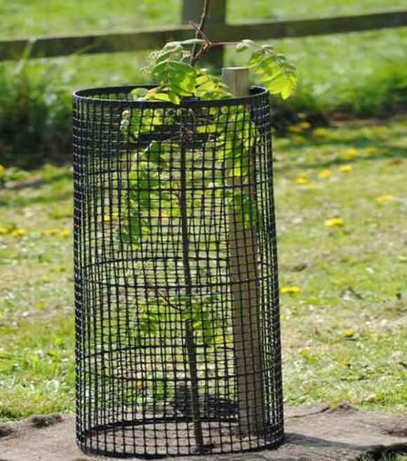 Metal Spiral Tree Gaurd